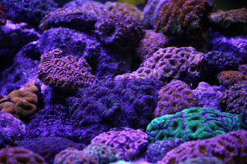 A beautiful coral reef aquarium