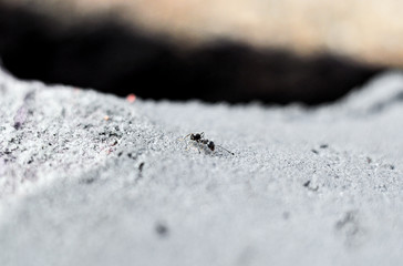 macro shooting, ant