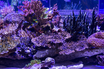 Naklejka na ściany i meble A beautiful coral reef aquarium