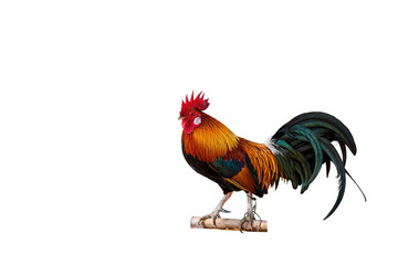 Beautiful male Rooster and hen