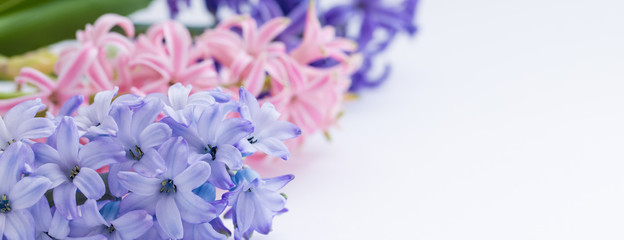 Spring March and April blue, violet and pink hyacinths isolated, banner