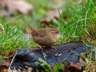Wren in the grass looking for inscects
