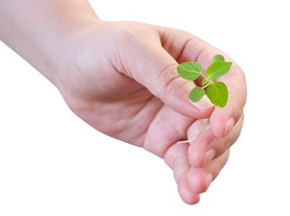 Hand Holding A Green Small Young Plant