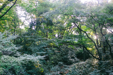 Forest texture of Meiji-Jingu shrine, soft focus image. 