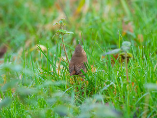 Wren in the grass looking for inscects