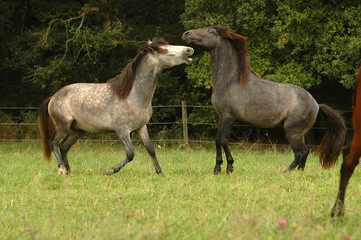 young horses playing in the wild
