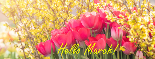 Blossoming red tulips, march and spring postcard banner, selective focus