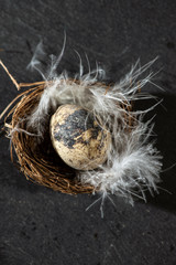 Eggs in nest and white feathers.