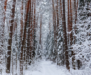 Snowy winter forest with beautiful trunks of pines and white snowy path. А lot of thin twigs covered with snow