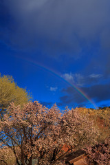 vertical rainbow over spring blossoms in Rockville, Utah