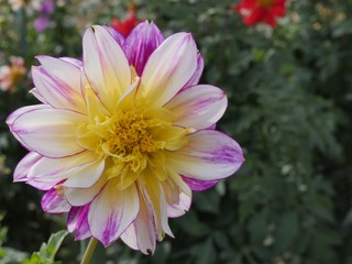 large-leaved, purple, white, yellow blossom of a dahlia, the plant bed in which it has grown is in the blurred background