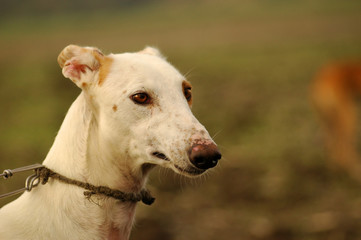 Obraz premium spanish Galgo portrait