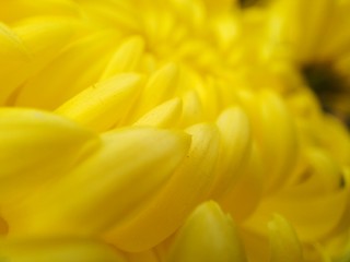 Yellow snowballs close up petals