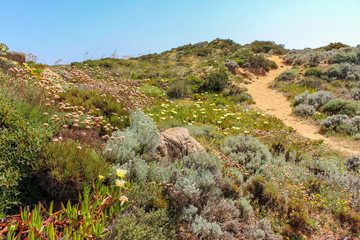 Fototapeta na wymiar footpath in spring at the Algarve, Portugal
