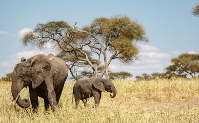 Elephant calf and his mother in Tarangire