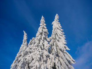 Pine trees covered with snow in the Carpathian mountains on a cold winter day.
