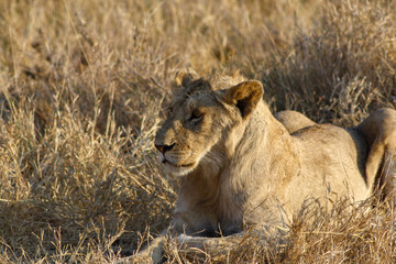 female lion in Serengeti national Park, Tanzania