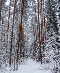 Snowy winter forest with a line of beautiful pine tree trunks along a white snowy path.