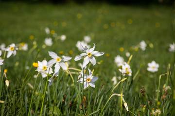 Wild white daffodil field. Narcissus poeticus. Mountain scenery in Divcibare, Serbia