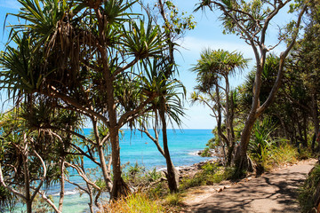 Obraz na płótnie Canvas Tropical palm trees near a walking path in Noosa National Park with view onto the sea during a sunny summer day (Noosa Heads, Queensland, Australia)