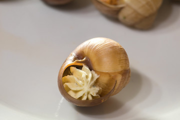 Snails stuffed with white sauce on white background. Food is a delicacy of French or Asian cuisine. local food.