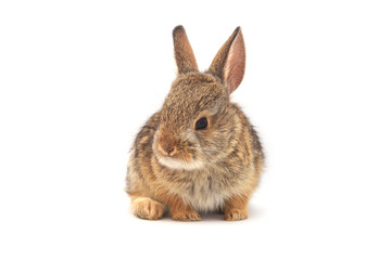 Cute baby cottontail rabbit isolated on white