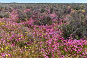 Pink, yellow and white wildflowers at Papkuilsfontein