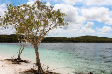 Close-up of famous two trees at Lake McKenzie on Fraser Island with crystal clear blue water during summer (Fraser Island, Queensland, Australia)