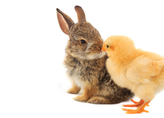 A cute bunny and chick touch noses kissing
