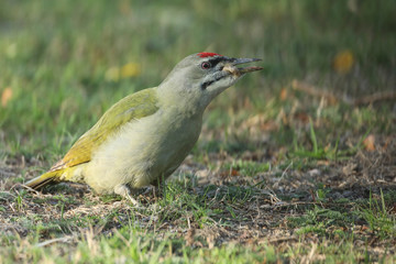 Le pic cendré mangeant des larves.