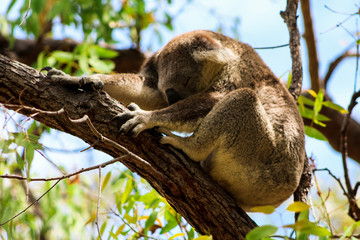 Sleeping Australian koala high up in a tree during spring time as spotted during a hike on Magnetic Island (Townsville, Queensland, Australia)