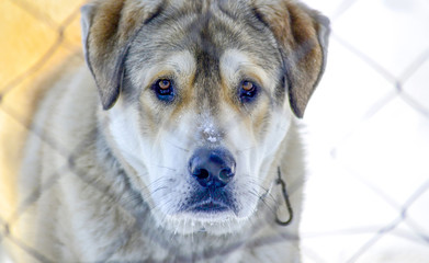 sad dog behind wired fence in winter