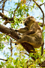 Obraz premium Sleeping Australian koala high up in a tree during spring time as spotted during a hike on Magnetic Island (Townsville, Queensland, Australia)