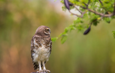 Hermosa lechuza parada sobre un poste mirando hacia la derecha
