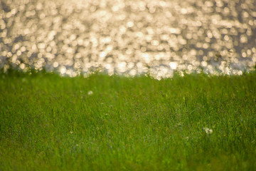 Green shore of the lake. Green shore on the background of water. Grass on the shore. Grass on the...