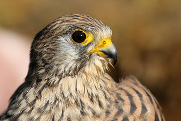 Faucon crécerelle