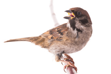 screaming sparrow isolated