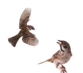 sparrow flies
