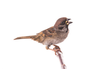 screaming sparrow isolated