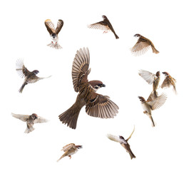  collage sparrows flies isolated