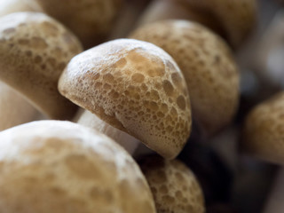 Nahaufnahme von braunen Buchenpilzne (Shimeji) 