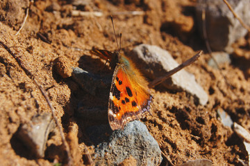 Beautiful butterfly on the stone