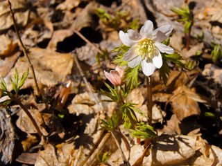 Little white flower among last year's foliage.