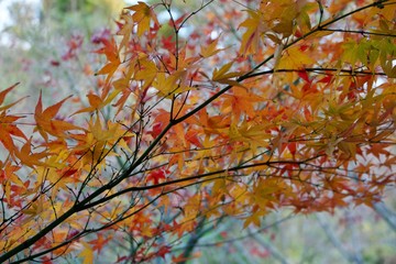 紅葉
