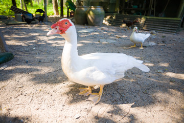 White duck in rural farm