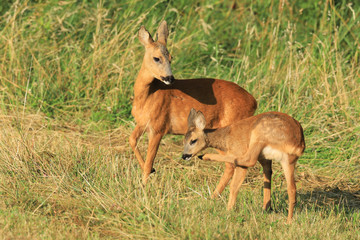 La chevrette et son faon.