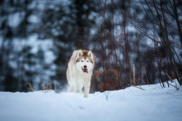 Funny and happy beige and white dog breed siberian husky running on the snow path in the forest