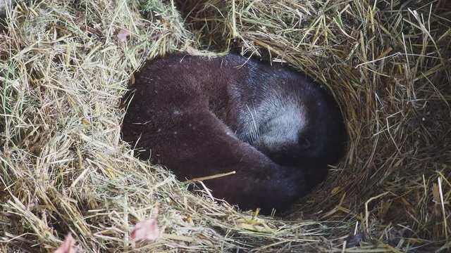 Otter sleping in a manmade holt