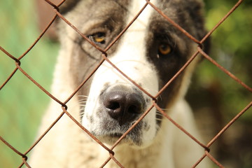 beautiful big white dog