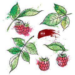Hand drawn raspberry colored sketch watercolor